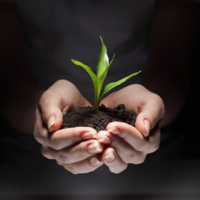 sprout in woman hand